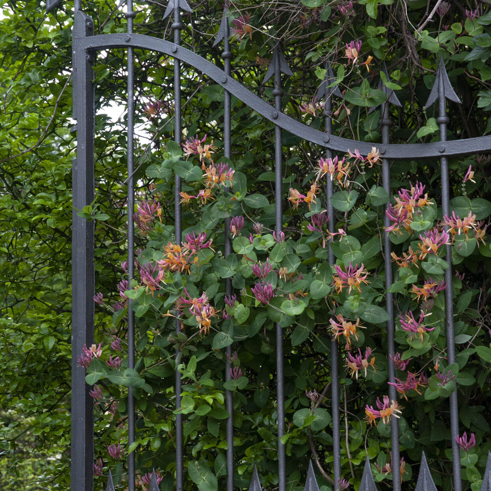 Cancello d’ingresso al cimitero ebraico